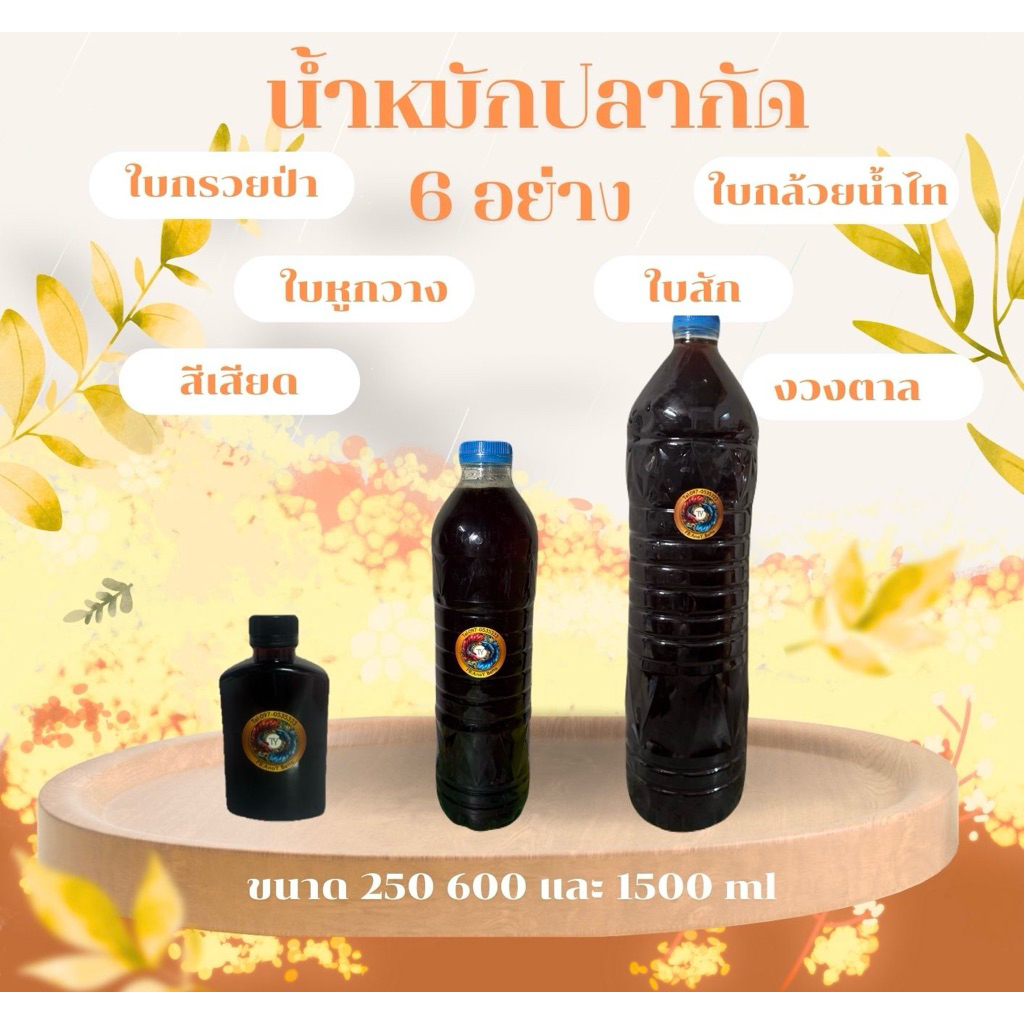 น้ำหมักปลากัด 6 อย่าง ใบกรวยป่า ใบหูกวาง ใบกล้วยน้ำไท ใบสัก สีเสียด และงวงตาล ทำให้ปลาคึก แข็งแรง