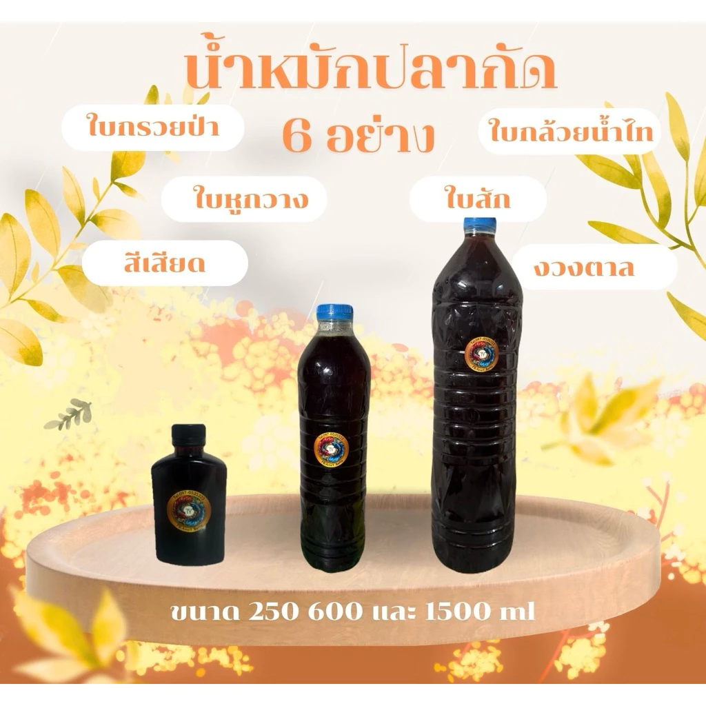 น้ำหมักปลากัด 6 อย่าง ใบกรวยป่า ใบหูกวาง ใบกล้วยน้ำไท ใบสัก สีเสียด และงวงตาล ทำให้ปลาคึก แข็งแรง