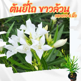 ต้นยี่โถดอกสีขาวล้วน กระถาง 6 นิ้ว(ส่งพร้อมกระถาง)