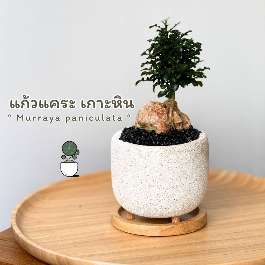ต้นแก้วแคระ เกาะหิน รากลอย ในกระถางอิฐมวลเบา งานฝีมือ แก้วแคระมงคล ไม้มงคลจัดสวน