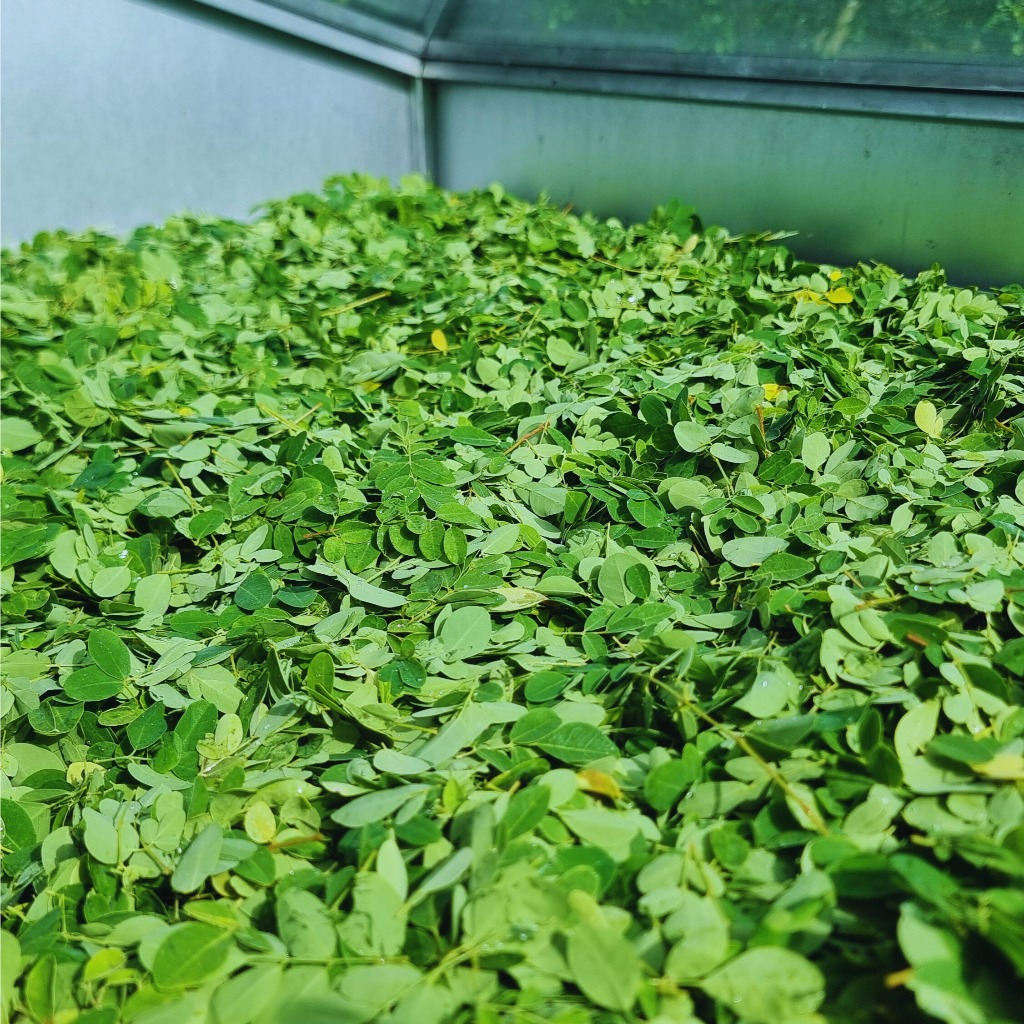 ผงใบมะรุม ใบมะรุมผง (Moringa Leaves Powder) ผงล้วน100% กลิ่นหอม สีเขียวเข้ม แบบ (ซอง) - รูปที่ 3