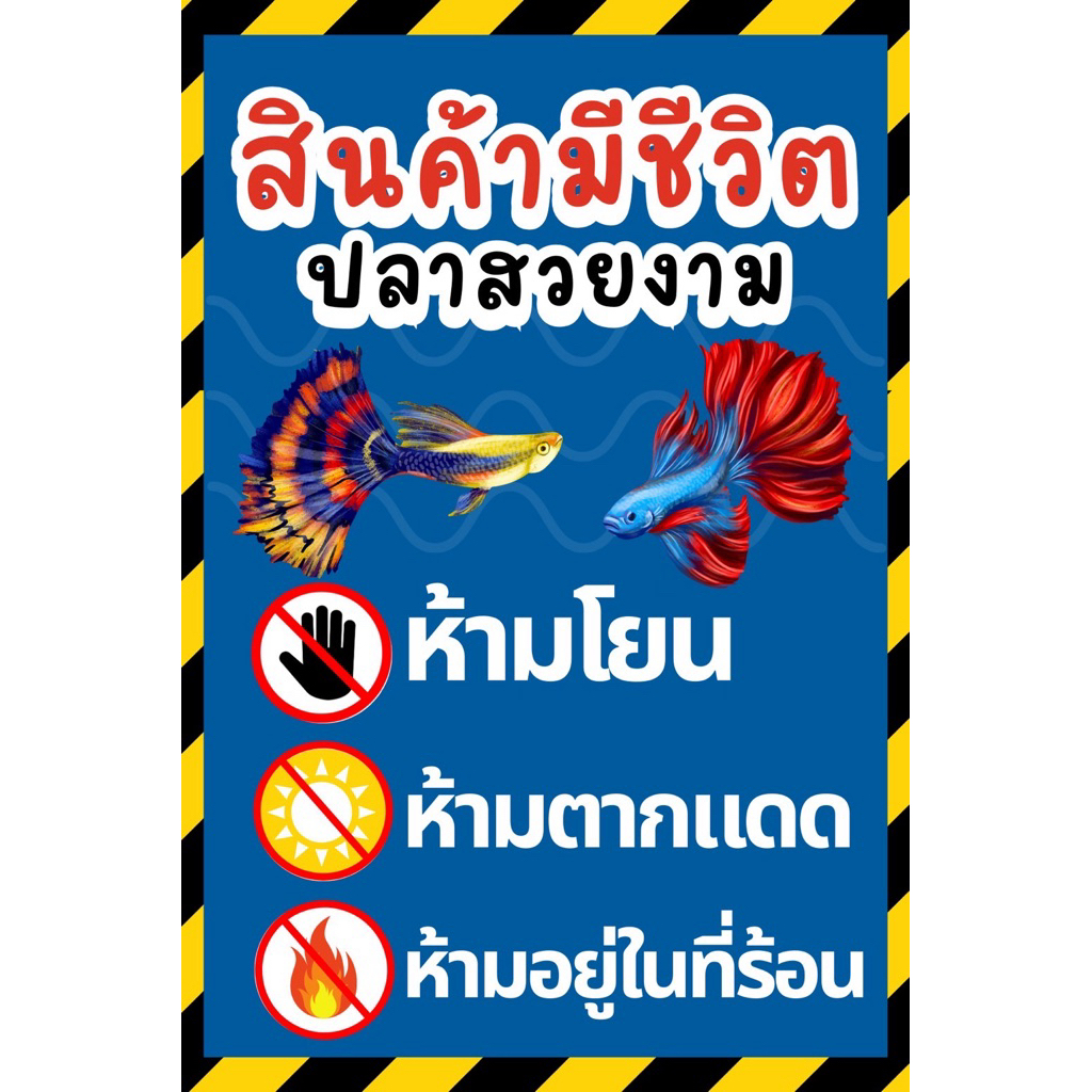 สินค้ามีชีวิต ปลาสวยงาม 💥3แผ่นขึ้นไปแผ่นละ30บาท