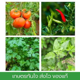 ทุ่งเศรษฐี 25-5-5 แพ็ค5ถุง ปุ๋ยเขียว เร่งโต ขนาด500กรัมต่อถุง