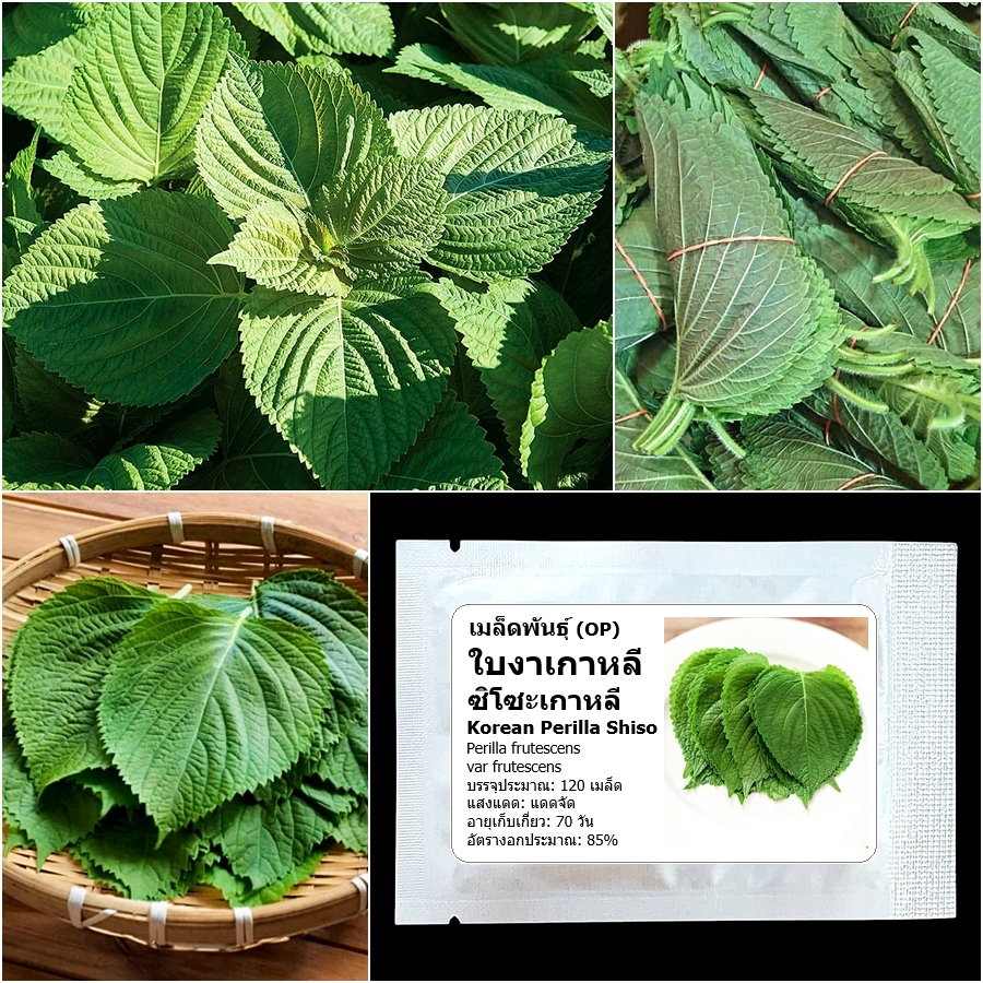 เมล็ดพันธุ์ ใบงาเกาหลี ชิโซะเกาหลี Korean Perilla Shiso Seed 120 เมล็ด คุณภาพดี ของแท้ 100%