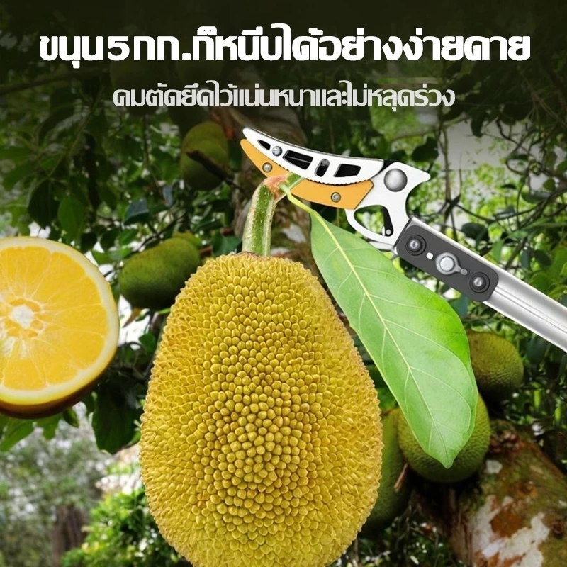 เก็บผลไม้สูง7ม.โดยไม่ต้องปีนต้นไม้✨กรรไกรตัดกิ่งไม้ด้ามยาว ตัดกิ่งไม้สูง กรรไกรตัดกิ่งไม้สูง ยืดได้7m แถมเลื่อยฟัน35ซม - รูปที่ 4