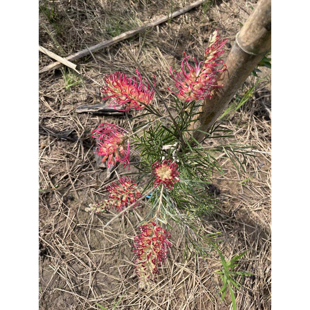 Spirit of Anzac แดงโกเมน กระถาง11