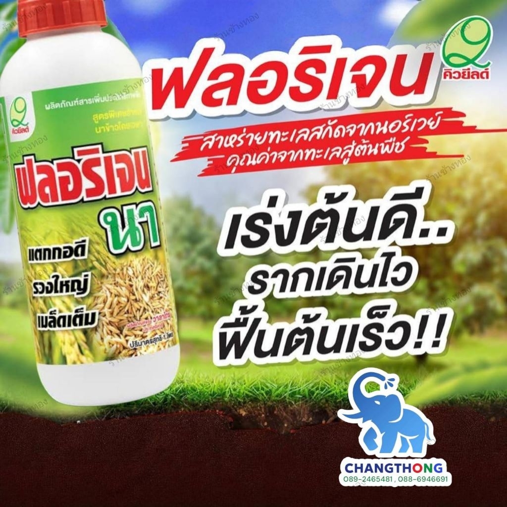 ฟลอริเจน-นา (Florigen) 1 ขวด ใช้ได้ 20 ไร่ คิวยีลด์ ซึ่งเป็นผลิตภัณฑ์สารเพิ่มประสิทธิภาพสำหรับนาข้าว