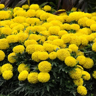 ดอกดาวเรือง300 เมล็ด คุ้มถูกสุดๆโตไวปลูกง่าย เมล็ดพันธุ์ดอกดาวเรืองราคาส่ง【ซื้อ 5 แถม 5 ฟรี】