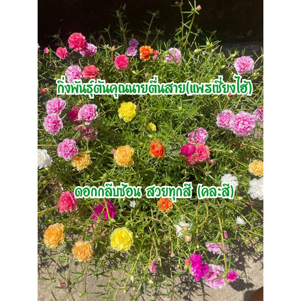 ต้นคุณนายตื่นสาย แพรเซี่ยงไฮ้ 50กิ่ง ดอกใหญ่กลีบดอกซ้อน(ตัดกิ่งสดส่วนยอด คละทุกสี)ความยาวกิ่ง10-12ซม.