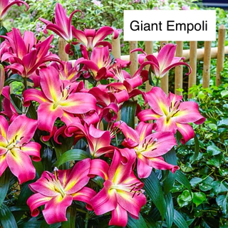 Lily Hybrid ลิลลี่ยักษ์ ขนาดใหญ่ บึ๊กบึ้ม รำไร-แดด