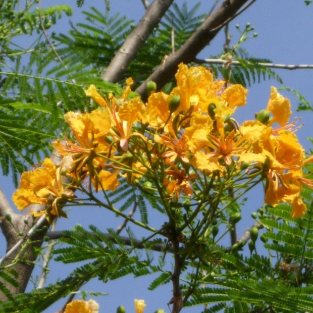 หางนกยูงฝรั่ง สีเหลือง Flame Tree Flamboyant Royal Poinciana 20 เมล็ด