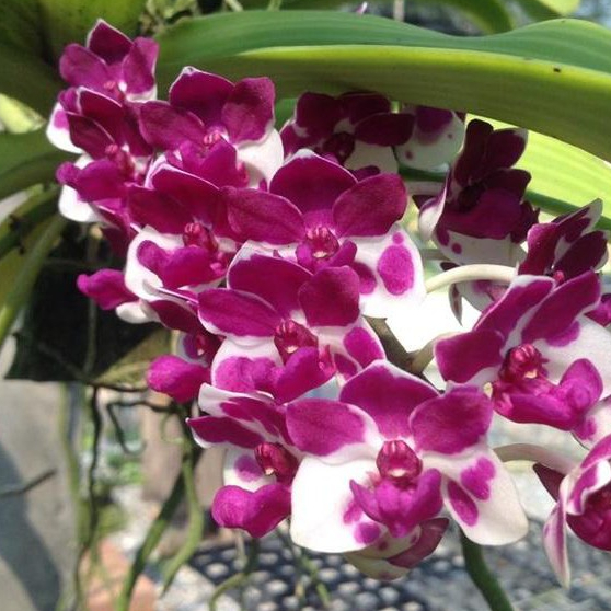 2 ต้น ต้นกล้วยไม้สกุลช้าง กล้วยไม้ช้างการ์ตูน Rhynchostylis giganteacartoon พร้อมกระถาง 2 นิ้ว