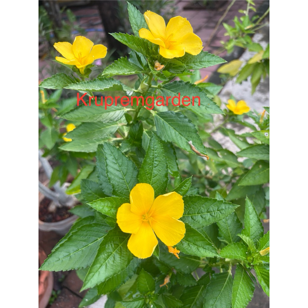 บานเช้าดอกสีเหลือง ใบสีเขียวเข้ม ไม้ประดับในถุงชำ  ออกดอกตลอดปี ต้นสูง 30-50 ซม.