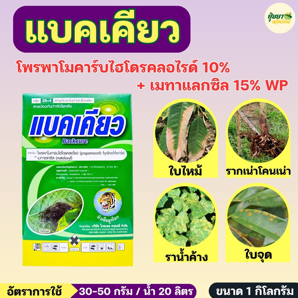 แบคเคียว (โพรพาโมคาร์บไฮโดรคลอไรด์ 10% + เมทาแลกซิล 15%) ขนาด 1 กก. กำจัดไฟท็อปเทอร่า ใช้ได้ทั้งราดโคน ทาแผล ฉีดพ่น