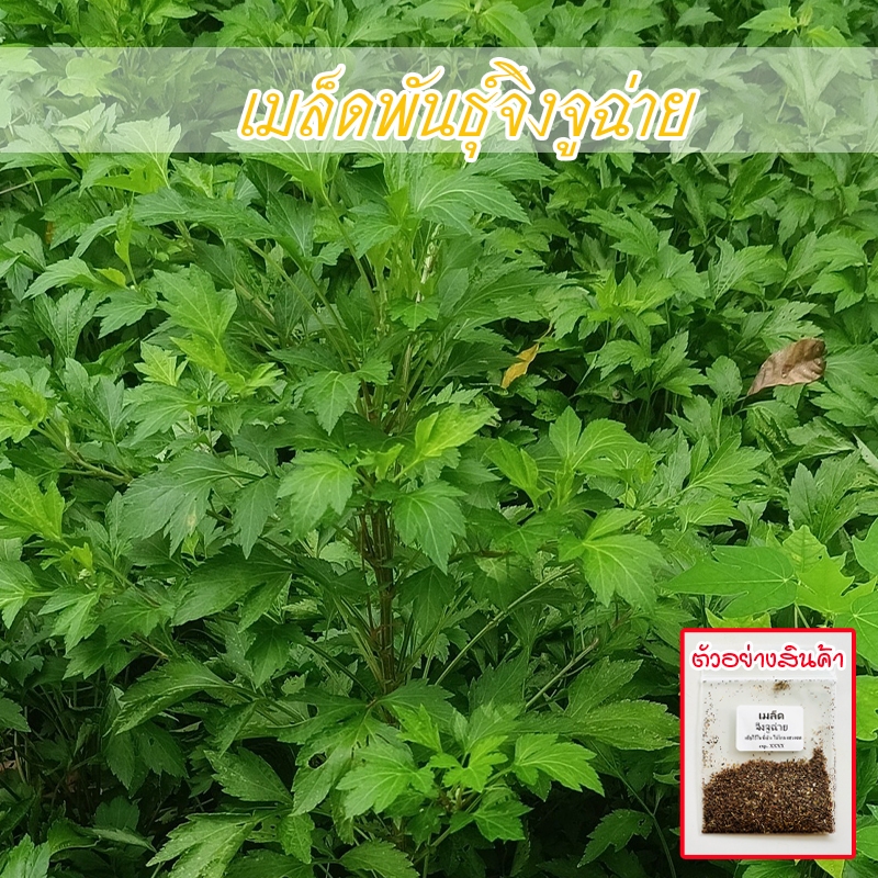 เมล็ดพันธุ์จิงจูฉ่าย ปลูกง่ายในพื้นที่จำกัด ดูแลไม่ยุ่งยาก ทนแดด 400-1000 เมล็ด  ทนฝน โตไวภายใน 30 วัน (10แถม1)