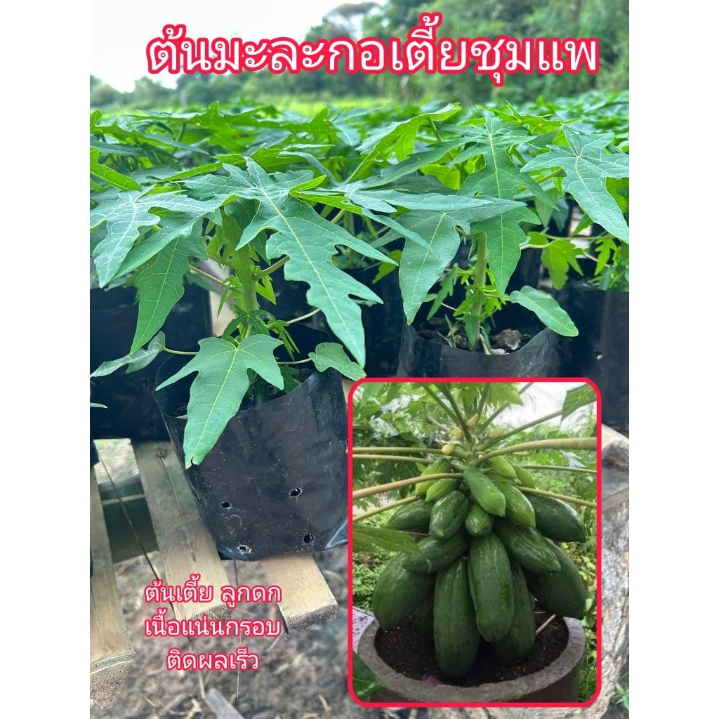 ต้นมะละกอเตี้ยชุมแพ (ชุดละ 2 ต้น) เป็นมะละกอพันธุ์เตี้ย ให้ผลผลิตเร็ว ต้นเตี้ย ลูกดก เนื้อแน่น กรอบ