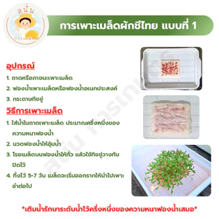 เมล็ดพันธุ์ ผักชีไทย ผักหอมป้อม เมล็ดใหม่ งอกไว เมล็ดผักชี สีแดงอมชมพู มีกลิ่นหอม (1 ซอง 200 เมล็ด)
