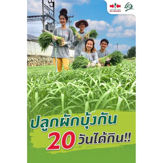 ผักบุ้งจีน เพชรยอดไผ่ 9 ศรแดง 1 กิโลกรัม
