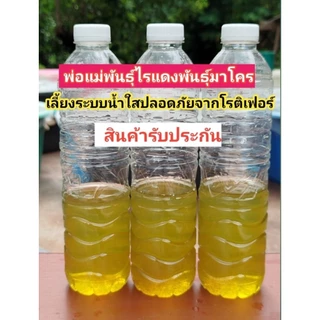 ชุดเพาะไรแดงน้ำใสอาหารปั้นก้อน15ก้อนราคา100บาท
