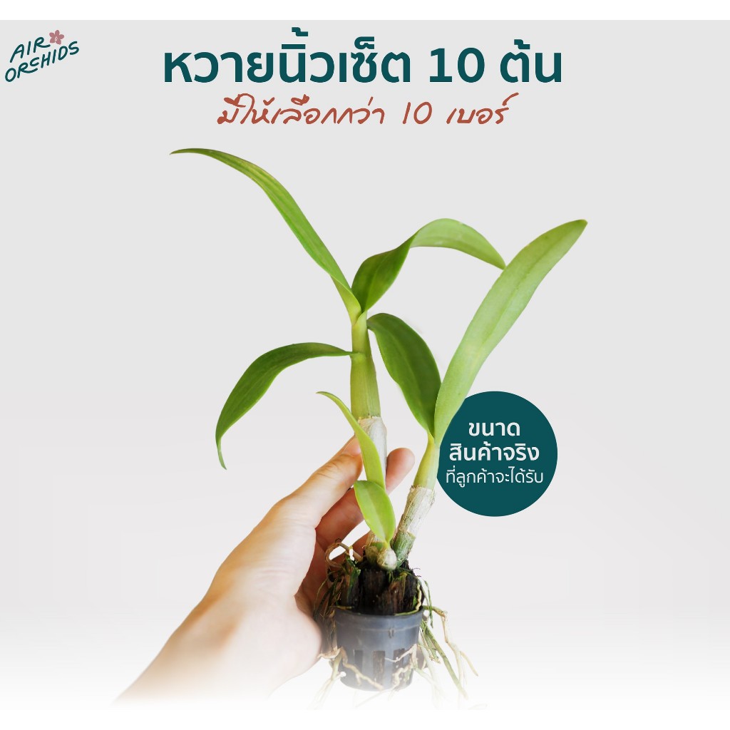 กล้วยไม้หวายนิ้ว (Dendrobium)-เซ็ตละ 10 ต้น (กระถาง 1 นิ้ว) ราคา ถูกที่สุด ดีลบีเคเค แกลเลอรีภาพที่ 2