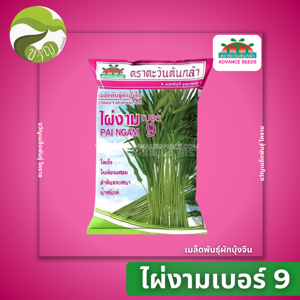 เมล็ดพันธุ์ ผักบุ้ง ไผ่งามเบอร์9 ตรา ตะวันต้นกล้า 1 กิโลกรัม