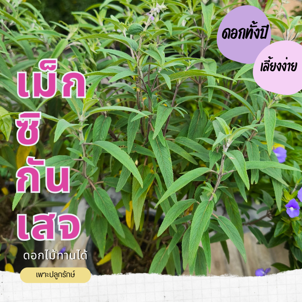 ต้นเม็กซิกันเสจ (Mexican Sage) ไม้ดอก ให้ดอกทั้งปี เลี้ยงง่าย
