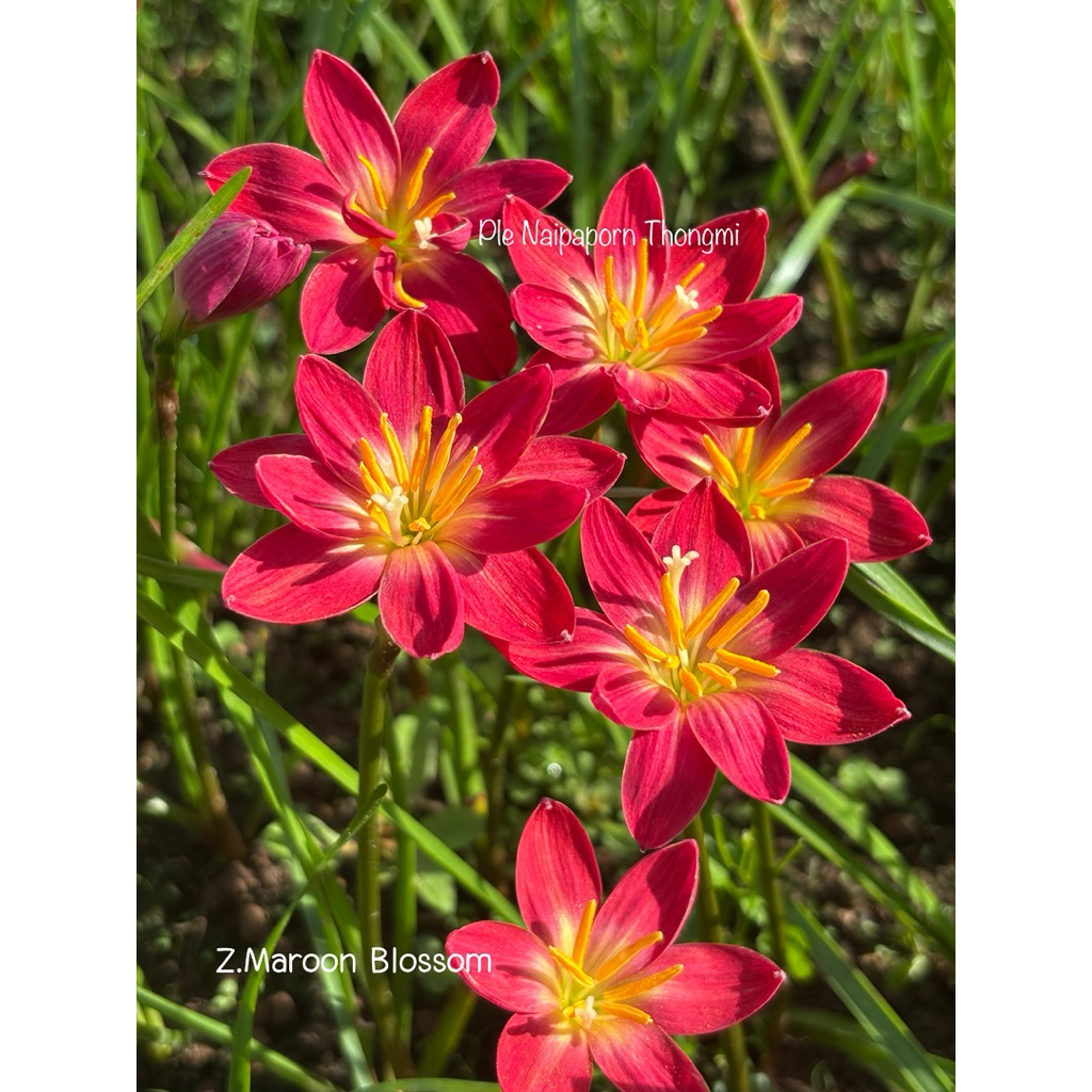 บัวดินสีแดงมะเหมี่ยว Z.Maroon Blossom,มารูนบอสซั่ม 4หัว50บาท