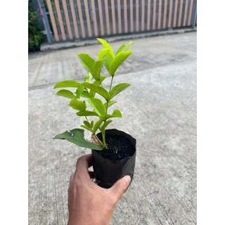 ต้นชมพู่พลาสติก หรือ ชมพู่แก้ว เป็นไม้ยืนต้นขนาดกลาง Patsorntree