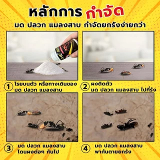 The Ant ผงกำจัด มด ปลวก แมลงสาบ สูตรตายยกรัง ภายใน 5 นาที