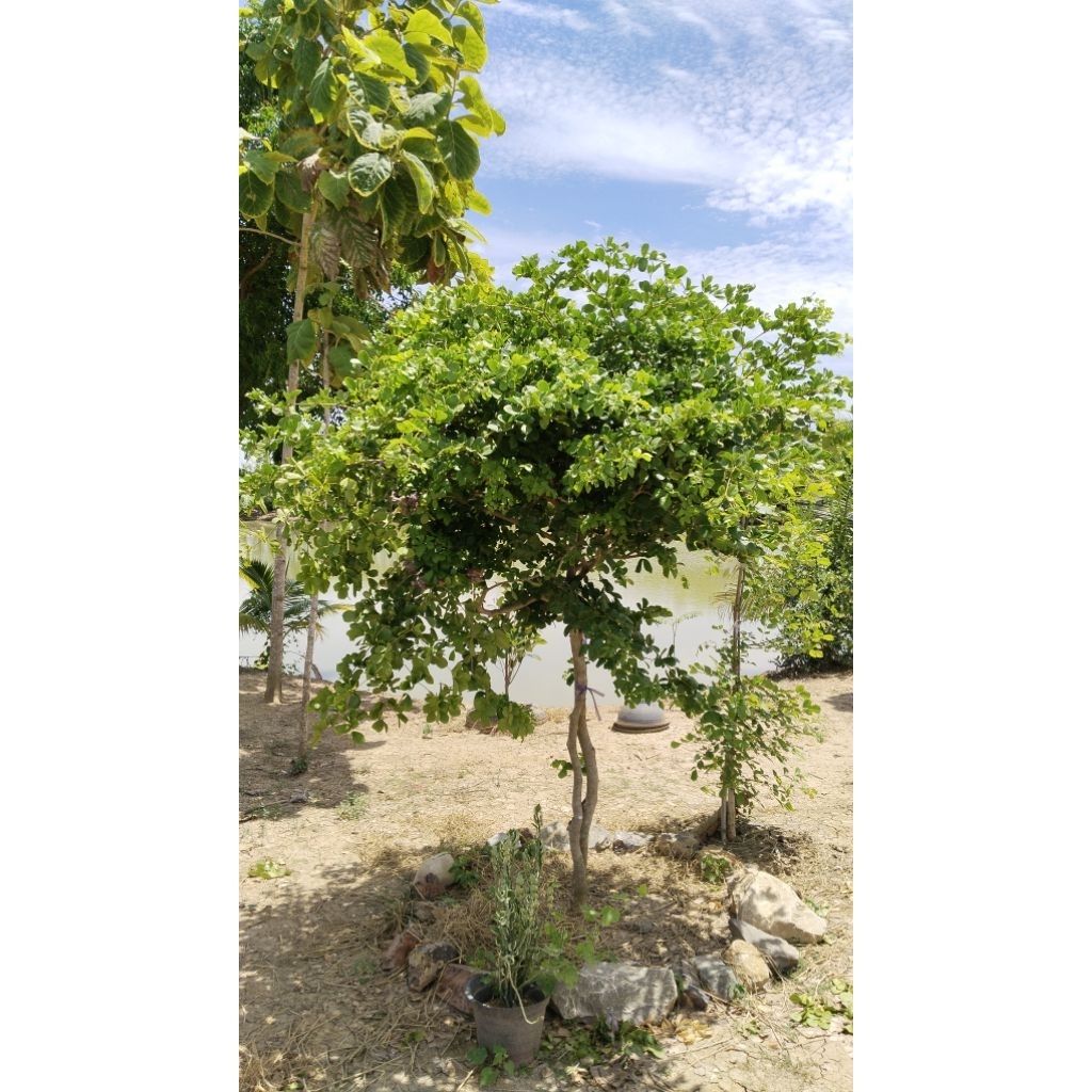 ต้นแก้วเจ้าจอมพันธุ์6+4(10ใบ) สูง 50 cm.