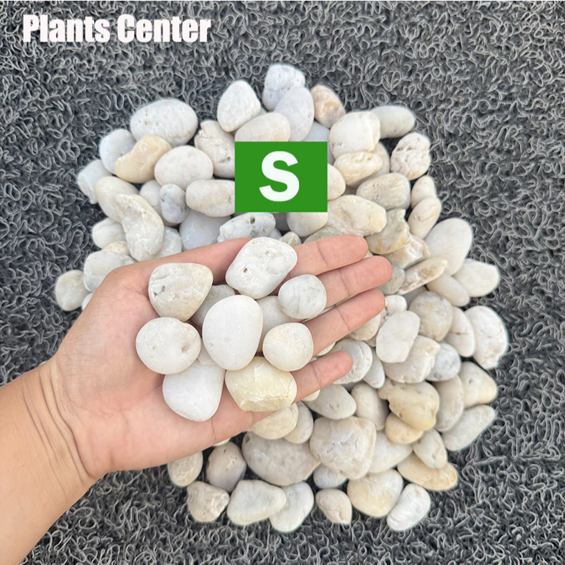 Plants Center T303 ยกกระสอบ 1kg/6-7kg. หินแม่น้ำ หินขาว หินกรวด สำหรับตกแต่งสวนและตู้ปลา thumbnail 6