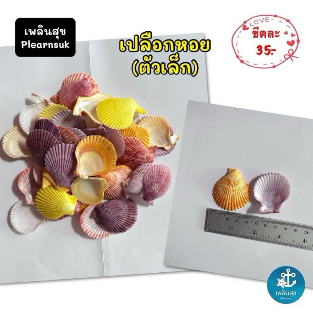 เปลือกหอย(ตัวเล็ก) / งานประดิษฐ์ / งานฝีมือ / ตกแต่งตู้ปลา / เลี้ยงสัตว์น้ำ