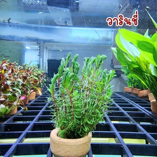 🌿พร้อมส่ง ต้นไม้น้ำ สาหร่ายหางกระรอก สาหร่ายพุงชะโด สาหร่ายเดนซ่า ดาวกระจาย อเมซอน ผักชี พร้อมกระถาง ไม้น้ำ ต้นไม้ตู้ปลา