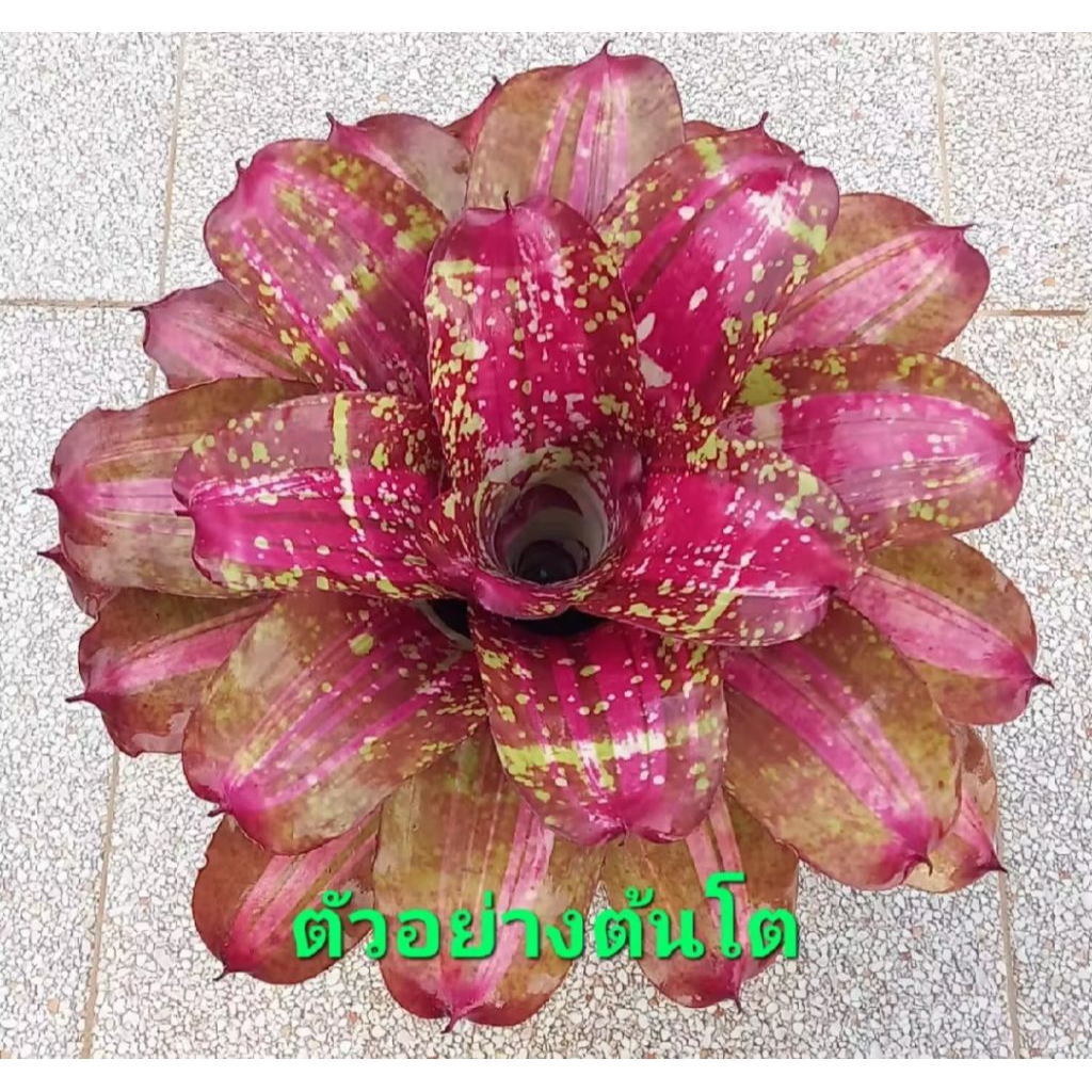 หน่อสับปะรดสี Neo. Mamorata มีรากเดินแล้ว ส่งแบบถอดกระถาง