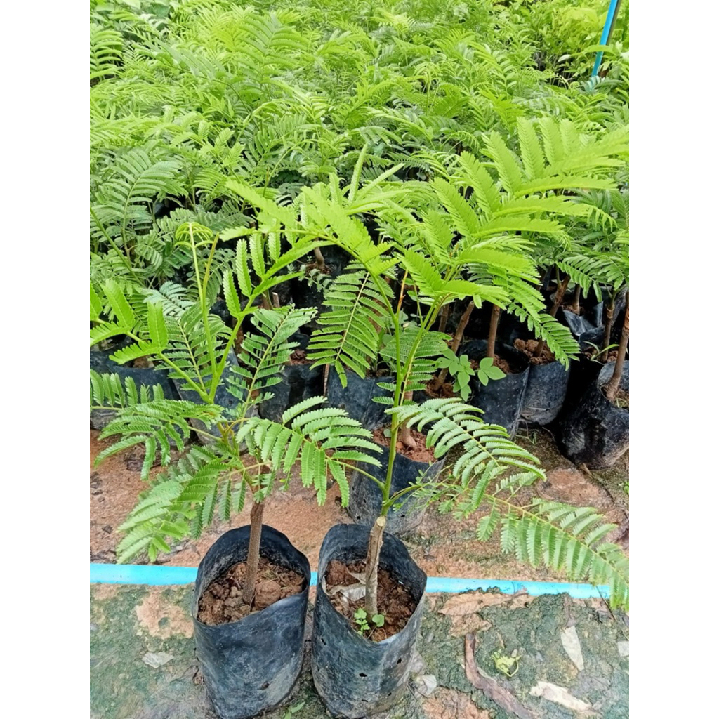 ☘️☘️ต้นสะตอเข้าติดตาต้น☘️สูงประมาณ 40 ถึง 50 เซนติเมตรพร้อมปลูก