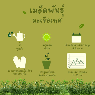 เมล็ดพันธุ์ มะเขือเทศ 100%ออร์แกนิค Non-GMO เกรดพรีเมี่ยม (Organic Tomato Seeds) [ซื้อ 5 แถม 1!]