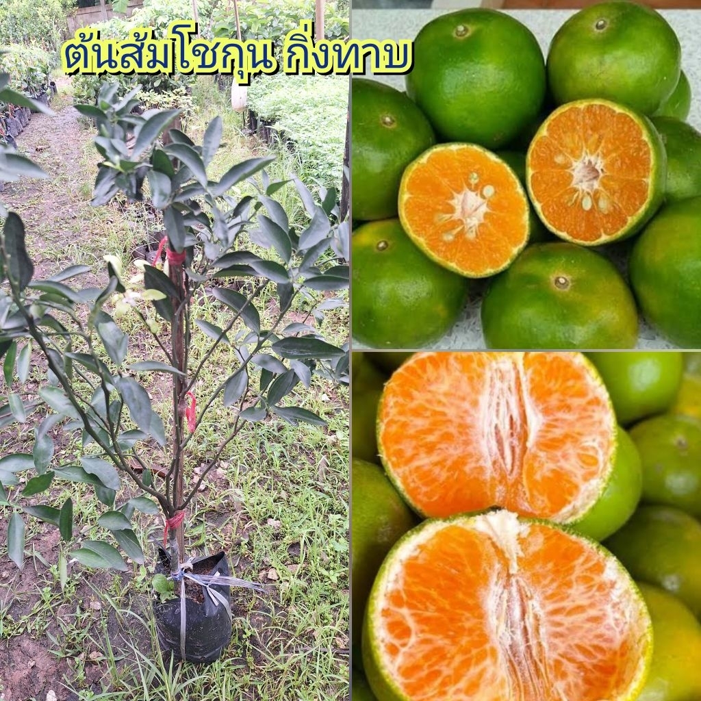 ต้นส้มสายน้ำผึ้ง ส้มโชกุน กิ่งทาบ ต้นพันธุ์สูง 70-1เมตร