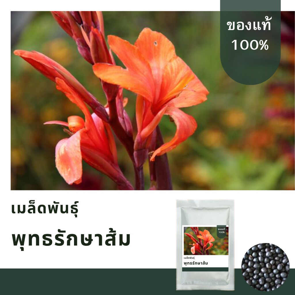 เมล็ดพันธุ์พุทธรักษาส้มเล็ก บรรจุ 150 เมล็ด อัตตราการงอกสูง