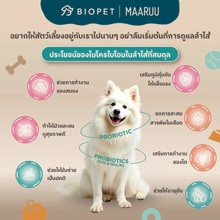 PetReno Biopet Probiotics สูตร Kidney Health ดูแลสุขภาพไต ชะลอการเสื่อมของไต โพรไบโอติกส์สำหรับสัตว์เลี้ยงหมา แมว