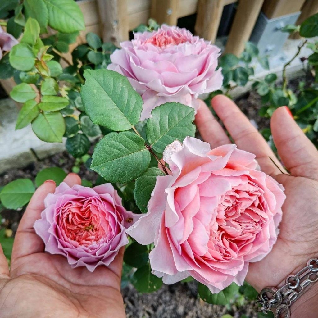 กุหลาบสายพันธุ์ อิสวอเจลEisvogelกุหลาบเยอรมันกลิ่นน้ำหอมกลิ่นหอมแรง