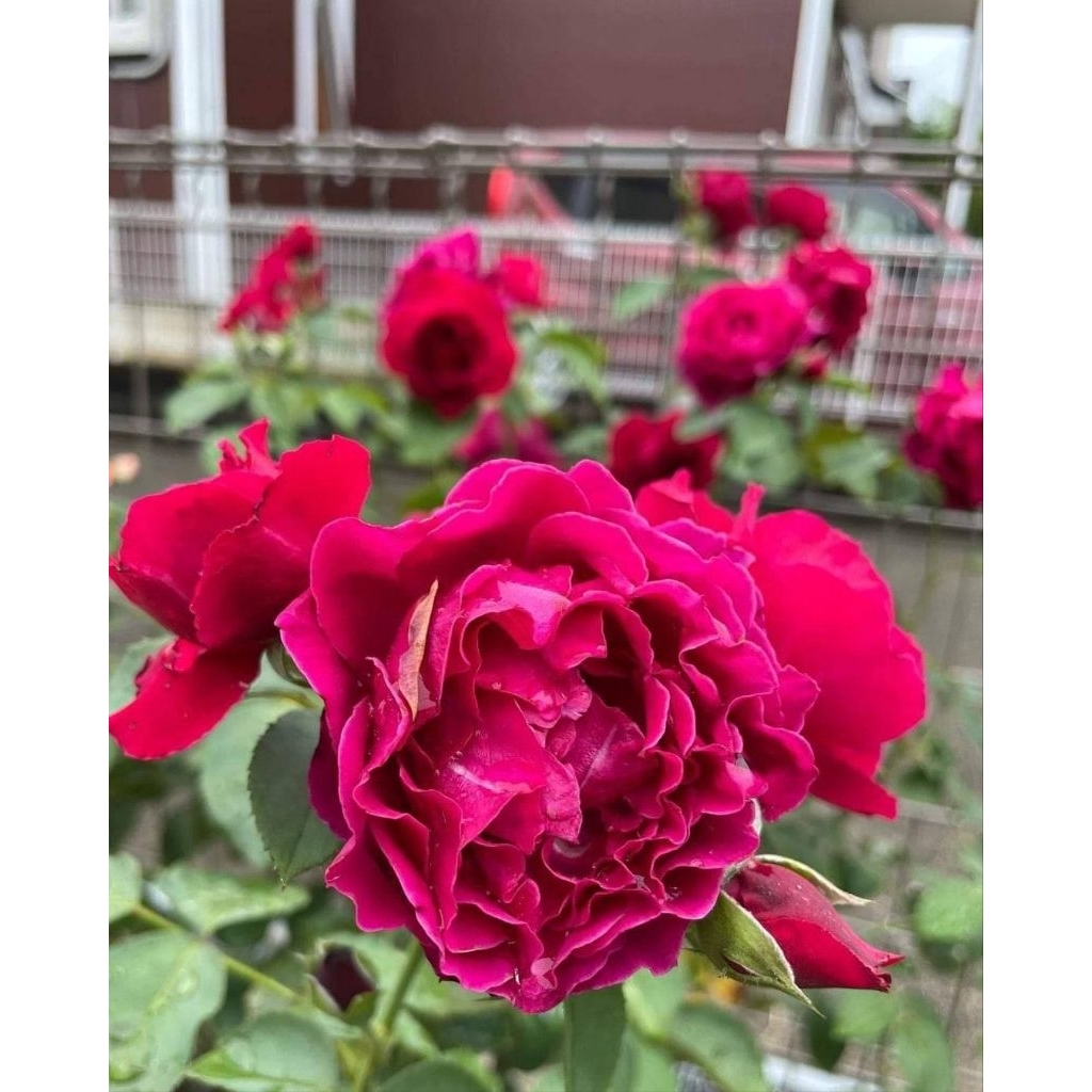 🌷Odysseia กุหลาบสีไวน์แดง หอมแรง🌷≡ オデュッセイア ≡กุหลาบที่มีสี รูปทรงและกลิ่นหอมที่เป็นเอกลักษณ์เกสรเหลืองชูตั้งขึ้นอย่าง