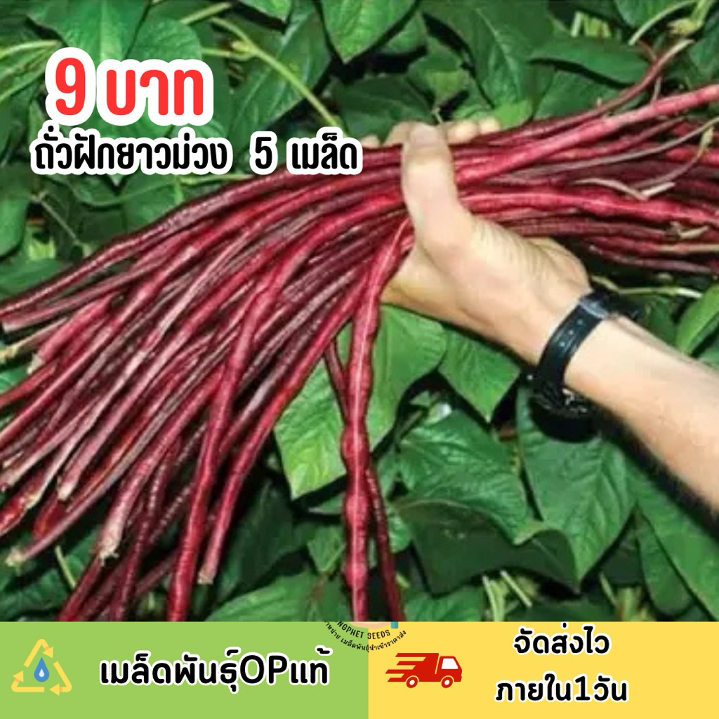 9 บาท ถั่วฝักยาวม่วง บรรจุ 5 เมล็ด