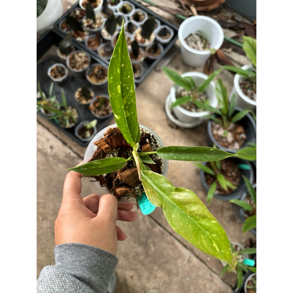 Philodendron Ring of Fire ด่าง