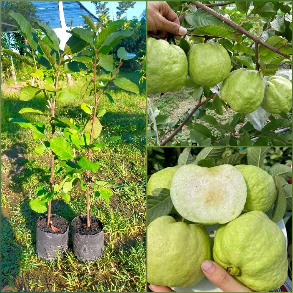 ฝรั่งสุ่ยมี่ ฝรั่งสายน้ำผึ้ง (กิ่งตอน) เป็นฝรั่งสายพันธุ์ที่มีการเจริญเติบโตได้เร็วมาก จะมีดอกและติดผลดก