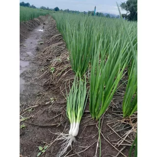 เมล็ดพันธุ์ ต้นหอม หอมแบ่ง 40-100 เมล็ด ปลูกได้ทั้งแปลง กระถาง หรือภาชนะเล็ก ปลูกง่าย ทนแดด [10 แถม 1 คละได้]