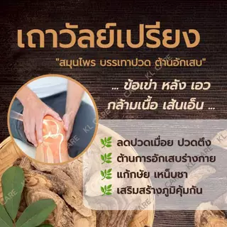 ยาบรรเทาอาการปวดเมื่อยตามร่างกาย เถาวัลย์เปรียง แก้ปวดข้อ เข่า ข้อเสื่อม ขาวละออ 42 เม็ด ของแท้ 100%