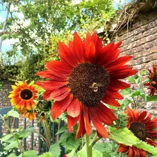 50เมล็ด เมล็ดพันธุ์ ทานตะวันสีแดง ทานตะวัน Velvet Queen Sunflower Seed คุณภาพดี ราคาถูก ของแท้