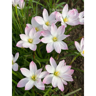 บัวดิน สีขาว8กลีบZ.White Lucky 4หัว50บาท