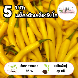 เมล็ดพริกเหลืองอินโด 5บาท 10เมล็ด
