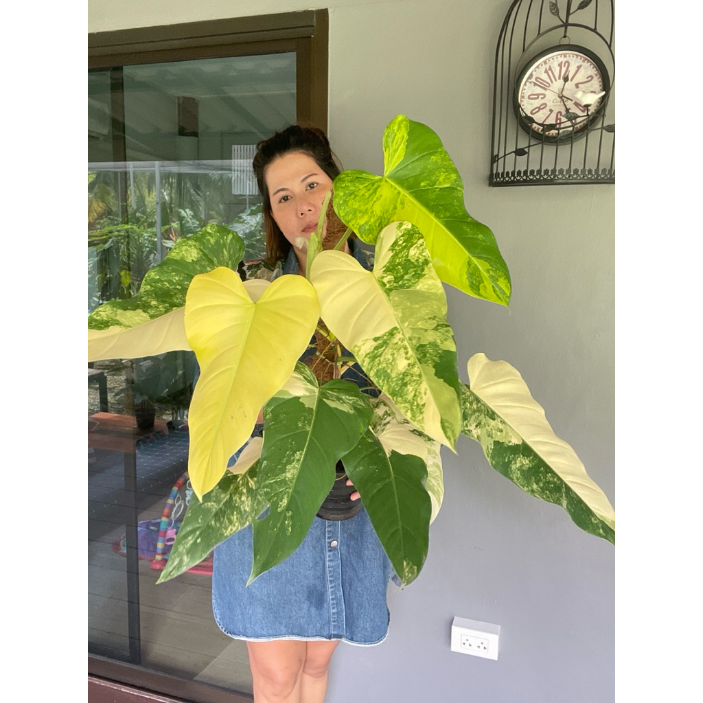 ฟิโลเดนดรอนโดเมสติกคั่ม Domesticumvariegated